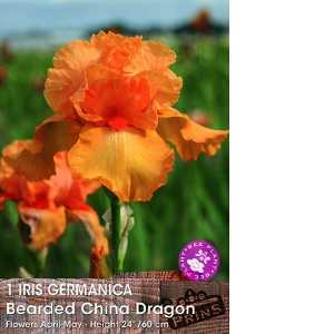 Iris Germanica Bearded China Dragon Pre-Packed Perennial 1 Per Pack
