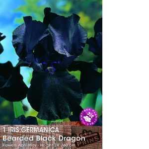 Iris Germanica Black Bearded Dragon Pre-Packed Perennial 1 Per Pack