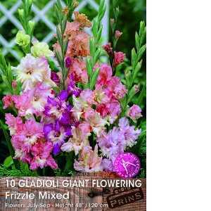 10 Gladioli Giant Flowering Frizzle Mixed