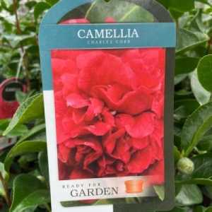 Camellia Japonica Charles Cobb