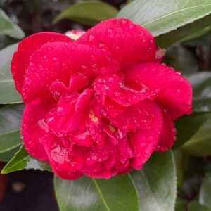 Camellia Japonica Charles Cobb