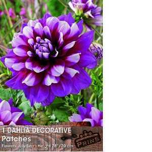 1 Dahlia Decorative Patches