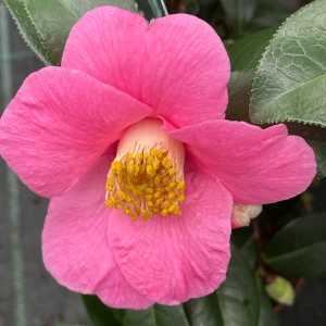 Camellia Japonica Saint Ewe