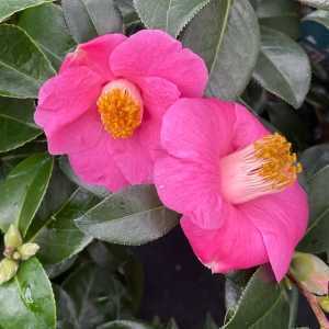 Camellia Japonica Saint Ewe