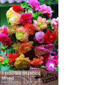 3 Begonia Slendide Mixed