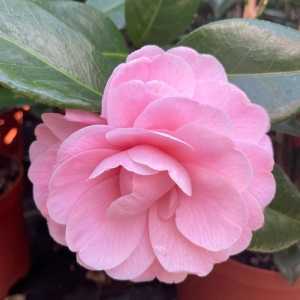 Camellia Japonica April Rose