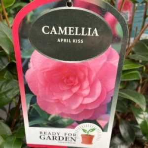 Camellia Japonica April Kiss