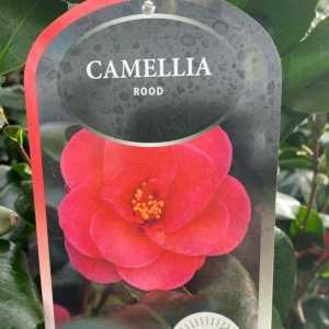 Camellia Japonica Rood