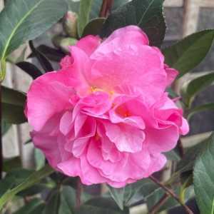 Camellia Japonica Gay Time