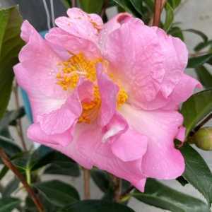Camellia Japonica Gay Time