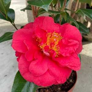 Camellia Japonica Laura Walker
