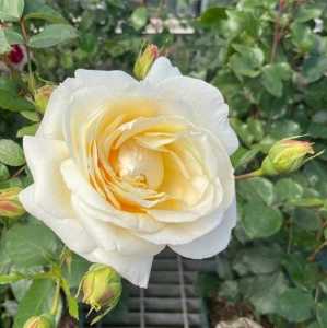 Creme de la Creme (Gancre) Climber Rose