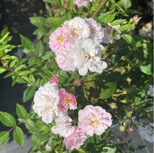 Little Rambler ('chewramb') Rambling Rose
