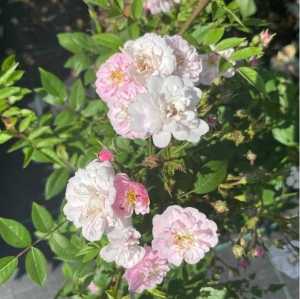 Little Rambler ('chewramb') Climbing Patio Rose