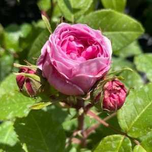 Jacques Cartier Old Fashioned Shrub Rose