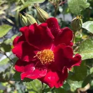 Dusky Maiden Floribunda Rose