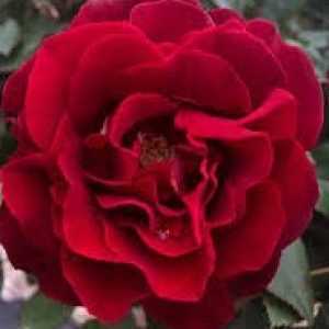 Hommage A Barbara (Delbard) Hybrid Tea Rose