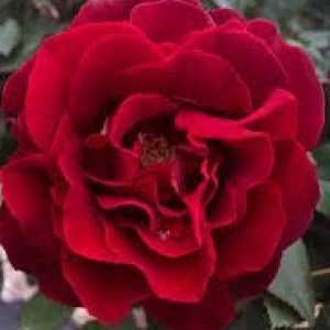 Hommage A Barbara (Delbard) Hybrid Tea Rose