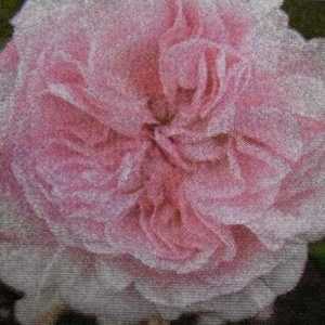 Fantin Latour Old Fashioned Shrub Rose