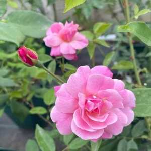 Old Blush (Old Fashioned) Shrub Rose