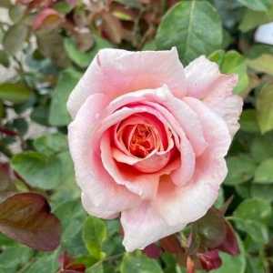 Child Of My Heart Hybrid Tea Rose