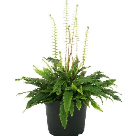 Blechnum Spicant
