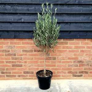 Olea Europaea - Olive Tree