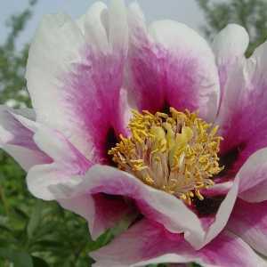 Peony (Paeonia) rockii 'Fen Xi Shi'