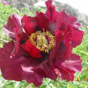 Peony (Paeonia) rockii 