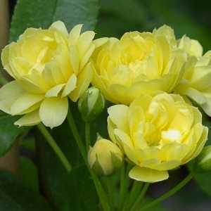 Lutea Banksiae Rambling Rose