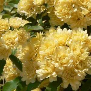 Lutea Banksiae Rambling Rose