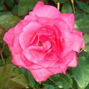 Grandma's Blessing Easy Elegance Shrub Rose