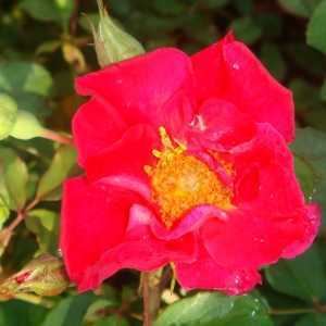 Great Wall Easy Elegant Shrub Rose