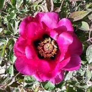 Peony (Paeonia)  rockii 