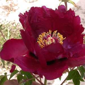 Peony (Paeonia) rockii 