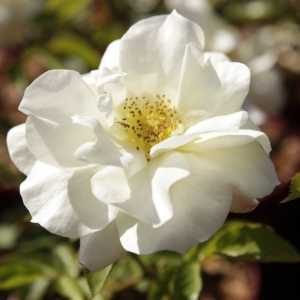 Macy's Pride Easy Elegance Shrub Rose