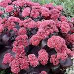 Sedum 