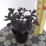 Sedum 'Black Beauty' (Stonecrop) 3Ltr