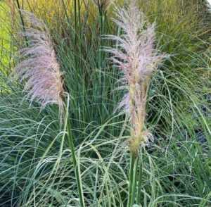 Cortaderia selloana Pink Phantom