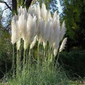 Cortaderia selloana 