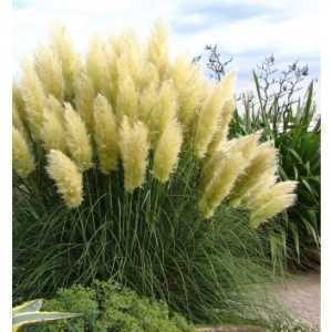 Cortaderia selloana 