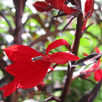 Lobelia Cardinalis Queen Victoria (Cardinal Flower)