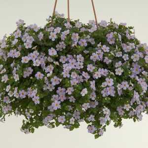 9cm Basket Plant Bacopa Blue