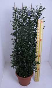 Ceanothus Arboreus Trewithen Blue Trellis Climer 20ltr (Californian Lilac)