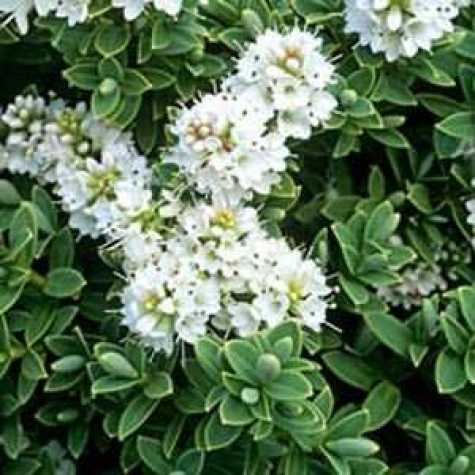 Hebe Pinguifolia Pagei (Genus) Hebe Collection