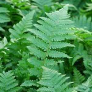 Dryopteris Filix-Mas Male Fern