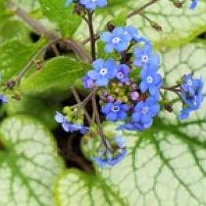 Brunnera Macrocephala Jack Frost