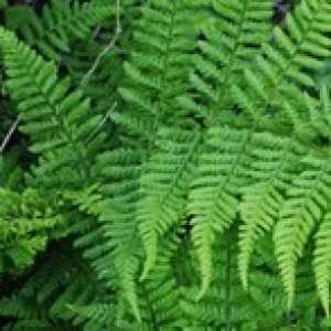 Dryopteris Dilatata Broad Buckler Fern