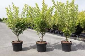 Ligustrum Ovalifolium Aureum Yellow/Golden Privet Hedging Plant