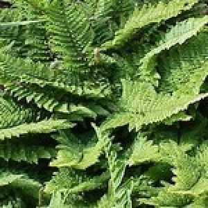 Polystichum Setiferum Herrenausen Soft Shield Fern